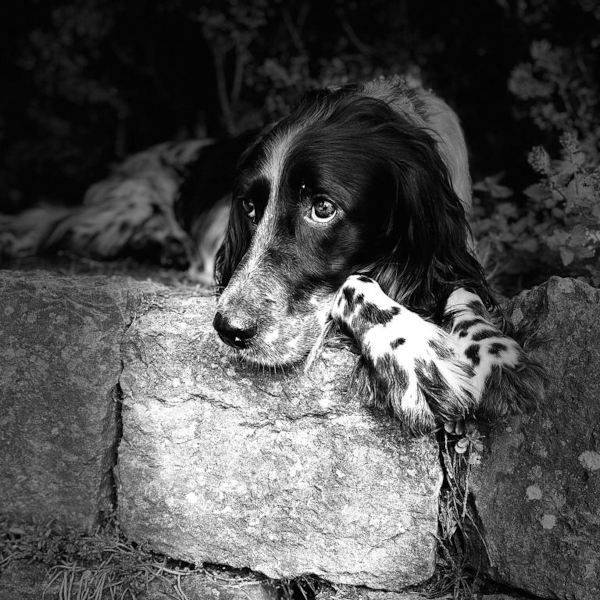 JOLIE
