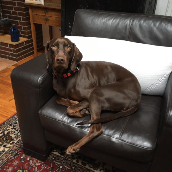 MAYA